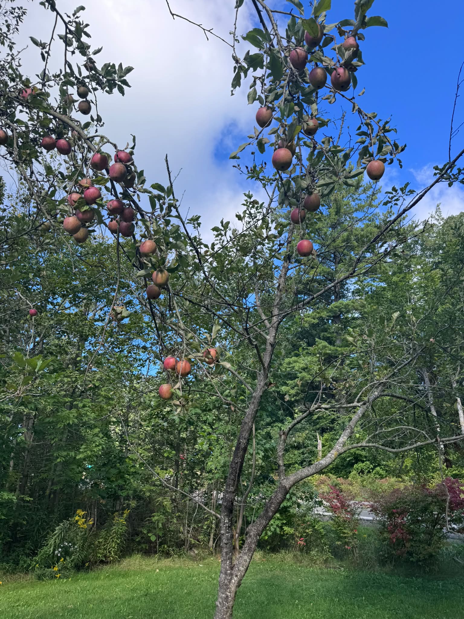 Ken’s apple trees are so full this year! 🍎🍏
What is your favorite apple dish?